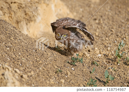 Generated image Generated image 118754987