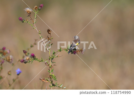 Generated image 118754990