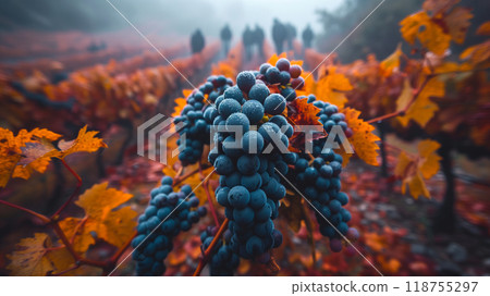 Blue Grapes Glisten in the Vineyard During a Foggy Autumn Day With Colorful Leaves 118755297