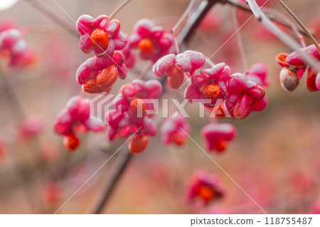 Deciduous shrub, pink flowers with orange seeds of euonymus europaeus or spindle. Celastraceae Deciduous shrub, pink flowers with orange seeds of euonymus europaeus or spindle. Celastraceae 118755487