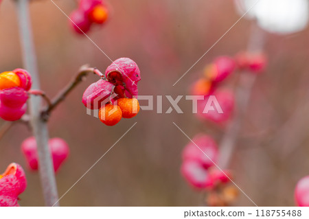 Deciduous shrub, pink flowers with orange seeds of euonymus europaeus or spindle. Celastraceae Deciduous shrub, pink flowers with orange seeds of euonymus europaeus or spindle. Celastraceae 118755488
