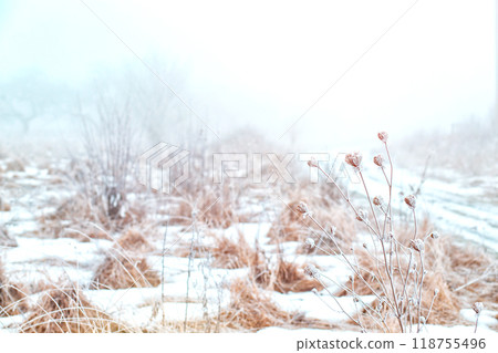winter landscape. hoarfrost on plants in the field. strong frost 118755496