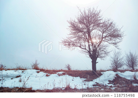 winter landscape. hoarfrost on plants in the field. strong frost 118755498