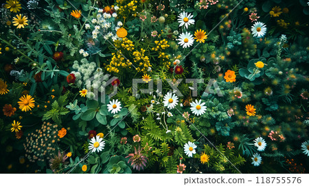 A Vibrant Display of Wildflowers Blooming in a Lush Meadow During Summer Sunshine 118755576