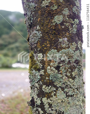 Persimmon growing on tree trunk 118756431