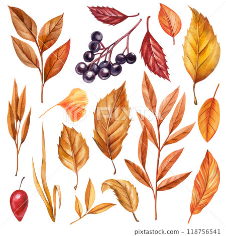 Fall set with dry leaves, branch, berries isolated. Elegant autumn flora watercolor painting for design, poster, clipart 118756541