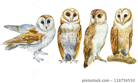 Elegant Owl set, detailed watercolor bird hand-painted isolated on white for wildlife art, home decor, Design Projects 118756550
