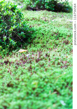 滋賀縣犬神郡高良町、西名寺（江東三山）、風景園林（蓬萊亭）、苔蘚花園 118756564