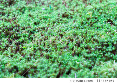 滋賀縣犬神郡高良町、西名寺（江東三山）、風景園林（蓬萊亭）、苔蘚花園 118756565