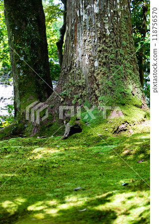 Saimyoji Temple (Koto Sanzan), Scenic Garden (Horai Garden), Moss Garden, Kora Town, Inukami District, Shiga Prefecture 118756570