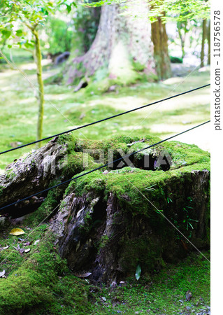 Shiga Prefecture, Inukami-gun, Kora-cho, Saimyoji Temple (Koto Sanzan), Scenic Garden (Horai Garden), Moss Garden, Stump 118756578