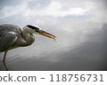 一隻蒼鷺嘴裡叼著一條小魚 118756731
