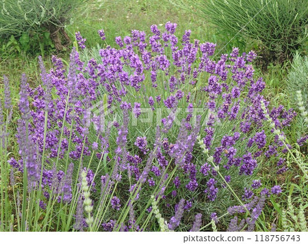 盛開的薰衣草田景觀 盛開的薰衣草田景觀 118756743