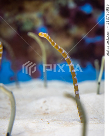 Spotted garden eel in the aquarium 118756989