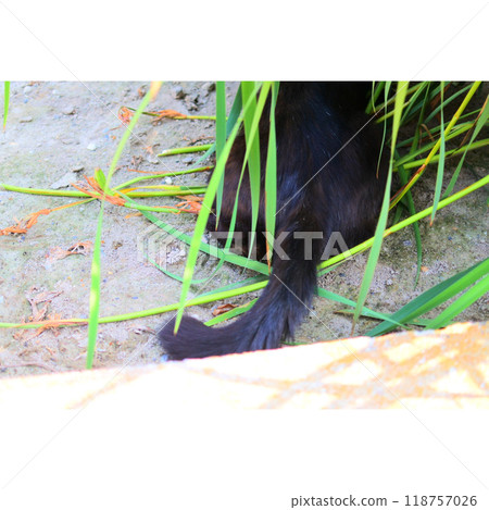 Cat's tail relaxing in the garden Cat's tail relaxing in the garden 118757026