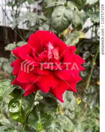 A Beautiful Red Rose Is Blooming In A Picturesque Garden Full Of Natures Wonders A Beautiful Red Rose Is Blooming In A Picturesque Garden Full Of Natures Wonders 118757109