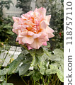 A Beautiful Pink Rose Is Blooming In A Picturesque Garden Full Of Natures Wonders 118757110