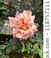 A Beautiful Pink Rose Is Blooming In A Picturesque Garden Full Of Natures Wonders 118757111