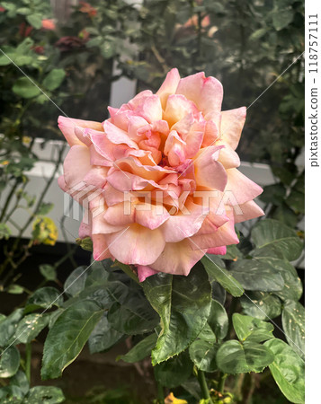 A Beautiful Pink Rose Is Blooming In A Picturesque Garden Full Of Natures Wonders A Beautiful Pink Rose Is Blooming In A Picturesque Garden Full Of Natures Wonders 118757111