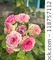 Experience the beauty of beautiful pink roses gracefully blooming in a garden setting today 118757112