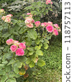 Experience the beauty of beautiful pink roses gracefully blooming in a garden setting today 118757113