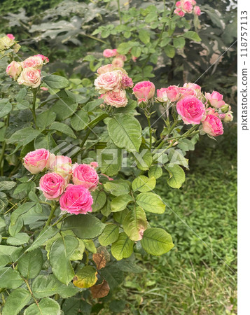 Experience the beauty of beautiful pink roses gracefully blooming in a garden setting today Experience the beauty of beautiful pink roses gracefully blooming in a garden setting today 118757113