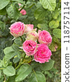 Experience the beauty of beautiful pink roses gracefully blooming in a garden setting today 118757114