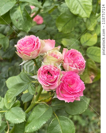 Experience the beauty of beautiful pink roses gracefully blooming in a garden setting today Experience the beauty of beautiful pink roses gracefully blooming in a garden setting today 118757114