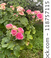 Experience the beauty of beautiful pink roses gracefully blooming in a garden setting today 118757115