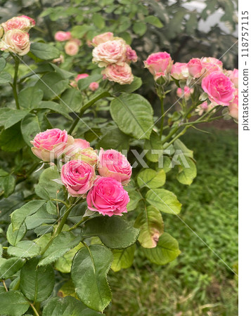 Experience the beauty of beautiful pink roses gracefully blooming in a garden setting today Experience the beauty of beautiful pink roses gracefully blooming in a garden setting today 118757115