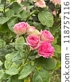 Beautiful and Vibrant Pink Roses in Full Bloom, Capturing Natures Elegant Beauty 118757116