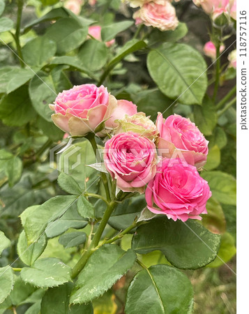 Beautiful and Vibrant Pink Roses in Full Bloom, Capturing Natures Elegant Beauty 118757116