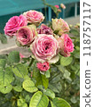 Beautiful and Vibrant Pink Roses in Full Bloom, Capturing Natures Elegant Beauty 118757117