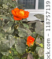 Beautiful orange rose blossoms,cottage garden,freising dawn 118757139
