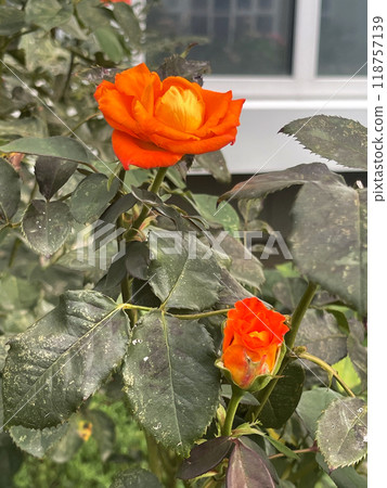 Beautiful orange rose blossoms,cottage garden,freising dawn Beautiful orange rose blossoms,cottage garden,freising dawn 118757139