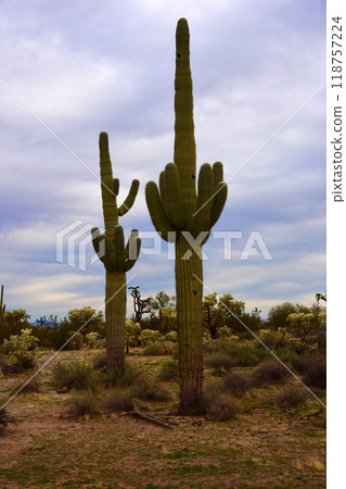 Central Sonora Desert Arizona Central Sonora Desert Arizona 118757224