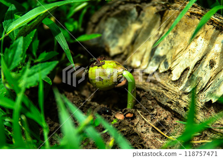 Sapling growing from the ground Sapling growing from the ground 118757471