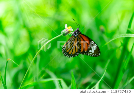 Yellow butterfly on a flower in the garden. 118757480