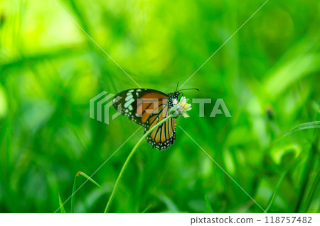 Yellow butterfly on a flower in the garden. Yellow butterfly on a flower in the garden. 118757482