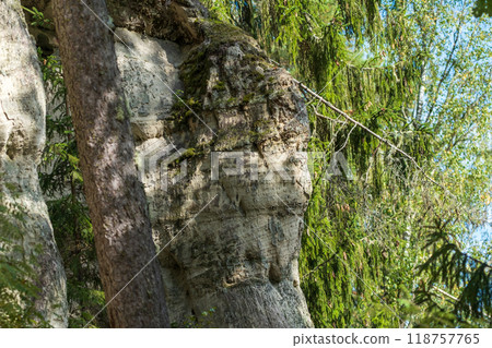 Moss-Covered Cliff Face in Forest with Pine Trees 118757765