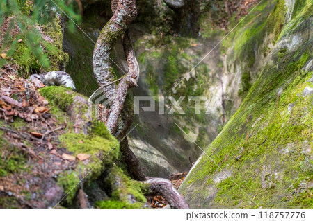 Twisted Tree Roots Growing Over Mossy Rocks 118757776