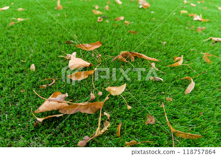 Dried Leaves on Artificial Grass Lawn Dried Leaves on Artificial Grass Lawn 118757864