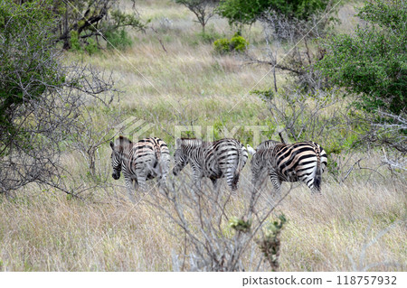 Safari in Kruger National Park, South Africa, zebra, Three african zebras Safari in Kruger National Park, South Africa, zebra, Three african zebras 118757932