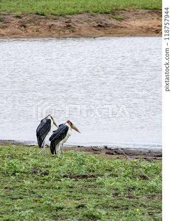 Two African marabou birds on lake shore, Kruger National Park. 118757944