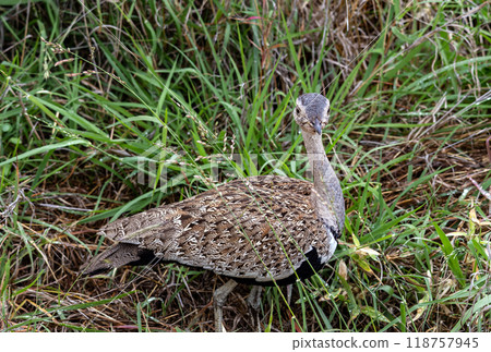 Red-crested korhaan in green grass. Close up of red crested bustard bird, Lophotis ruficrista 118757945