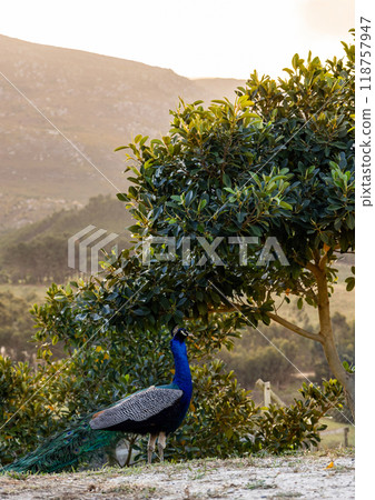 Peacock walking in the garden in beautiful sunset light. South Africa 118757947