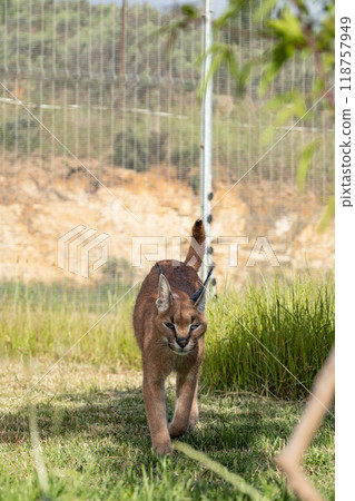 Caracal cat walks on territory of rehabilitation center, petting zoo in South Africa 118757949