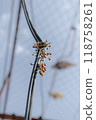  Tree nuts 118758261