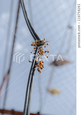 Tree nuts Tree nuts 118758261