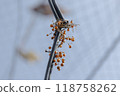  Tree nuts 118758262